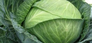 Description of the cabbage variety Brigadir f1, features of cultivation and yield