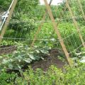 How to make a tomato trellis with your own hands