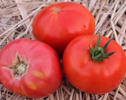 Description of the pink titanium tomato variety and its characteristics