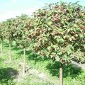 ¿Qué se puede plantar debajo de un manzano en el jardín, junto a flores, árboles y arbustos de bayas?