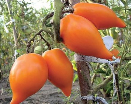 Caractéristiques et description de la variété de tomate Southern tan, rendement