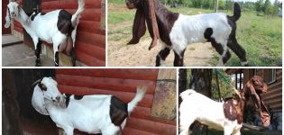 Penerangan mengenai kambing Camori dan pemeliharaannya, tempat membeli dan kelab amatur