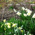 Avez-vous besoin de déterrer des jonquilles chaque année, le moment, les soins et le stockage