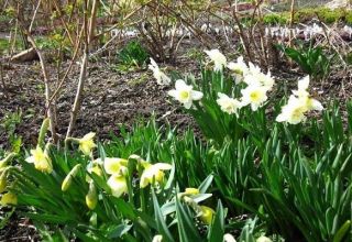 Do you need to dig up daffodils every year, timing, care and storage