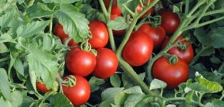 Description and characteristics of the tomato variety Leopold