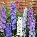 What is the best way to transplant a delphinium to a new place in spring, summer and autumn