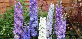 Quelle est la meilleure façon de transplanter un delphinium dans un nouvel endroit au printemps, en été et en automne