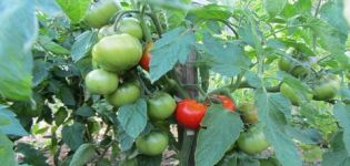 Characteristics and description of the tomato variety Juggler