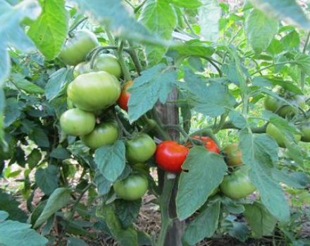 Características y descripción de la variedad de tomate Juggler