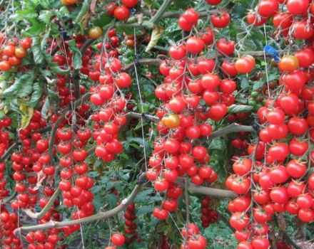 Produktivita, opis a vlastnosti odrody zimných cherry paradajok