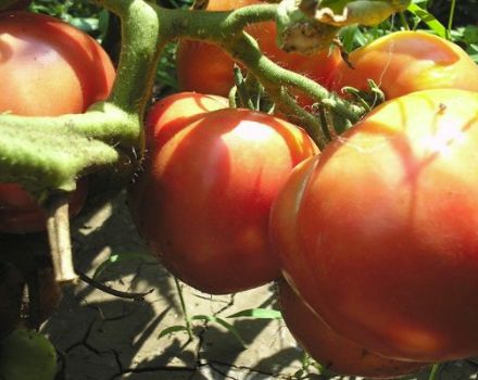 Description of the tomato variety Love earthly and its characteristics