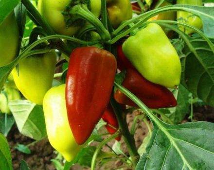 Cómo formar pimientos en invernadero y campo abierto.