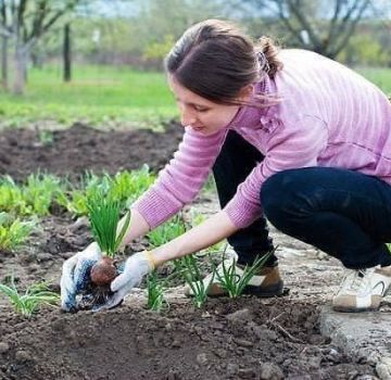 Apa yang boleh ditanam selepas bawang putih tahun depan di kebun