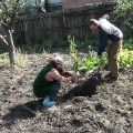 Plantation et entretien des cerises en Sibérie, sélection des variétés et erreurs de culture