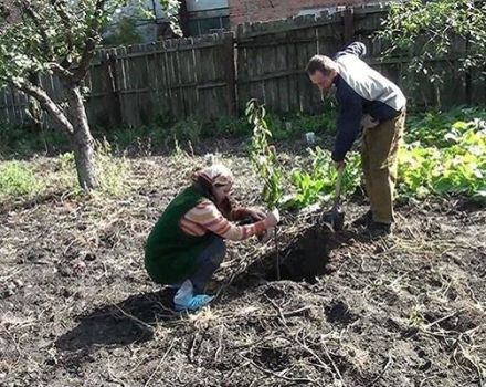 Plantación y cuidado de cerezas en Siberia, selección de variedades y errores en el cultivo