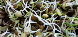 Useful properties and harm of germinated lentils, chemical composition, is it possible to eat it