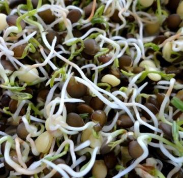 Sifat berguna dan bahaya lentil bercambah, komposisi kimia, adakah mungkin memakannya