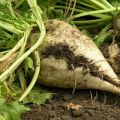 Varieties, cultivation and care of fodder beets, its difference from sugar