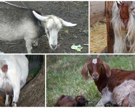 Punca pelepasan dari hidung pada kambing yang mengandung sebelum melahirkan dan apa yang harus dilakukan