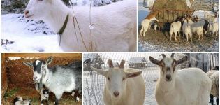 Zasady hodowli i opieki nad kozami w domu dla początkujących