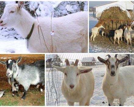 Rules for breeding and caring for goats at home for beginners