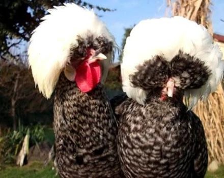 Description et caractéristiques des poulets hollandais, contenu de race à crête blanche