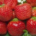 Description and characteristics of the Holiday strawberry variety, cultivation and care