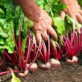 When and how to properly plant beet seeds in open ground?