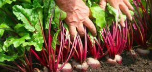 When and how to properly plant beet seeds in open ground?