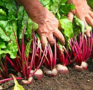 ¿Cuándo y cómo plantar adecuadamente semillas de remolacha en campo abierto?