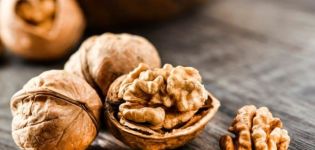 Propiedades útiles y medicinales de las nueces para el cuerpo, contraindicaciones.