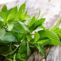 TOP 10 recipes for preparing blanks of mint and lemon balm for the winter