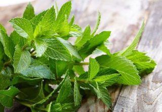 TOP 10 recetas para preparar espacios en blanco de menta y bálsamo de limón para el invierno