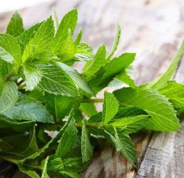 TOP 10 des recettes pour préparer des blancs de menthe et de mélisse pour l'hiver