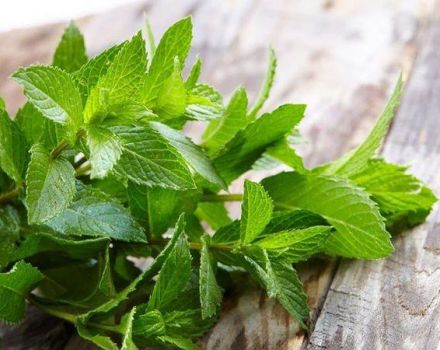 TOP 10 des recettes pour préparer des blancs de menthe et de mélisse pour l'hiver