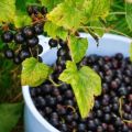 Penerangan dan ciri-ciri varieti, penanaman dan pemeliharaan currant Pygmy