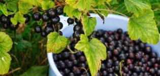 Description et caractéristiques de la variété de cassis pygmée, plantation et entretien