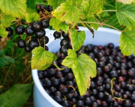 Penerangan dan ciri-ciri varieti, penanaman dan pemeliharaan currant Pygmy