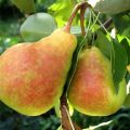 Description and characteristics of pears Lada, ripening terms, care and cultivation