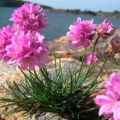 Description de 25 espèces et variétés d'armeria, plantation et entretien en plein champ