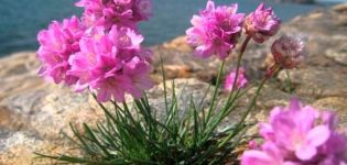 Description de 25 espèces et variétés d'armeria, plantation et entretien en plein champ