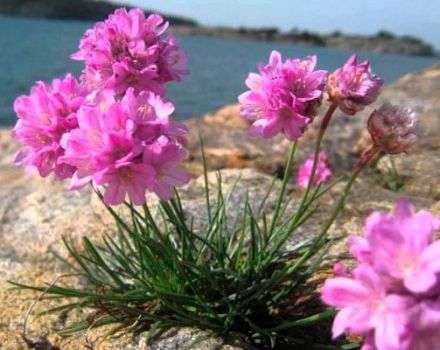 Descripción de 25 especies y variedades de armeria, plantación y cuidado en campo abierto.