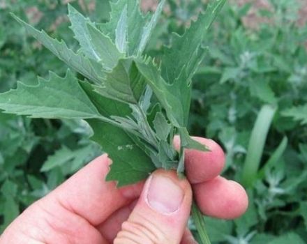 Propriétés utiles et contre-indications de l'herbe de quinoa, recettes de médecine traditionnelle