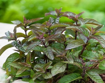 Description of the variety of chocolate mint, features of growing and caring for the plant