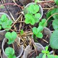 Las mejores formas de mantener adecuadamente un bigote de fresa antes de plantar