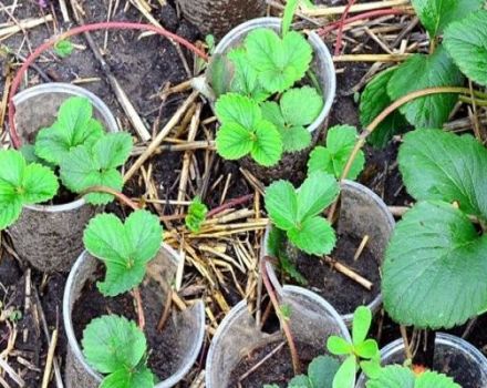 Las mejores formas de mantener adecuadamente un bigote de fresa antes de plantar