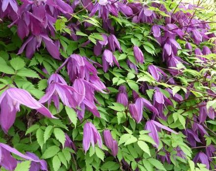 Description and varieties of clematis of the Knyazhik variety, planting and care