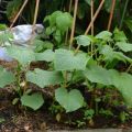 Secrets of growing, agricultural technology and care for cucumbers in the open field