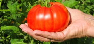 Description of the tomato variety Beefsteak and its main characteristics