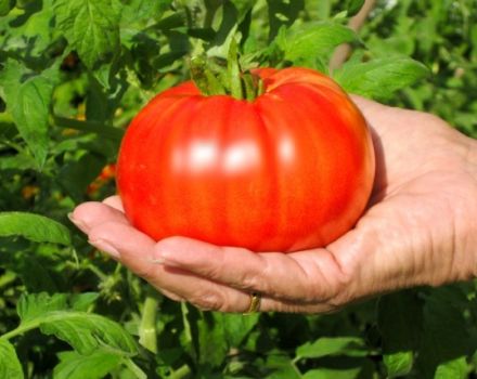 Penerangan mengenai pelbagai jenis tomato Beefsteak dan ciri utamanya